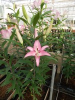 [5239 Marrero No01.JPG]